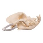 Real Domestic Dog – English Bulldog Skull – Brachycephalic