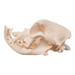 Real Domestic Dog – English Bulldog Skull – Brachycephalic
