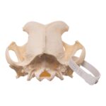 Real Domestic Dog – English Bulldog Skull – Brachycephalic
