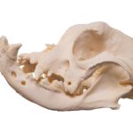 Real Domestic Dog – English Bulldog Skull – Brachycephalic