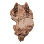 Real Partial Fossilized Oreodont Skull