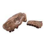 Real Partial Fossilized Mesohippus Skull and Jaw