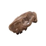 Real Partial Fossilized Mesohippus Skull and Jaw