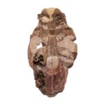 Real Partial Fossilized Mesohippus Skull and Jaw