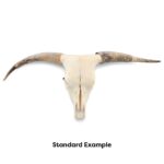 Real Longhorn Skull – Standard Quality