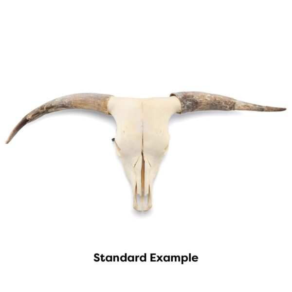 Real Longhorn Skull – Standard Quality