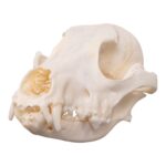 Real Domestic Dog Skull – Pathology – 134 g