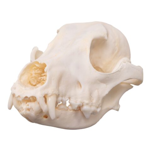 Real Domestic Dog Skull - Pathology - 134 g