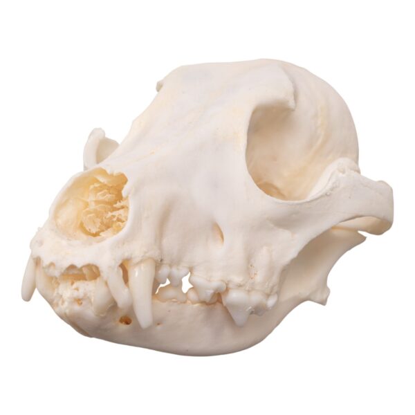 Real Domestic Dog Skull – Pathology – 134 g