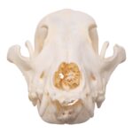 Real Domestic Dog Skull – Pathology – 134 g