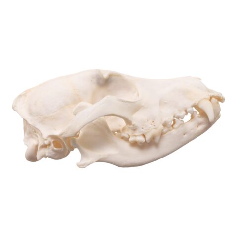 Real Domestic Dog Skull - Pathology - 134 g