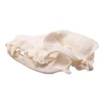 Real Domestic Dog Skull – Pathology – 134 g