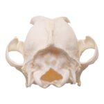Real Domestic Dog Skull – Pathology – 134 g