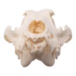 Real Domestic Dog Skull – Pathology – 134 g