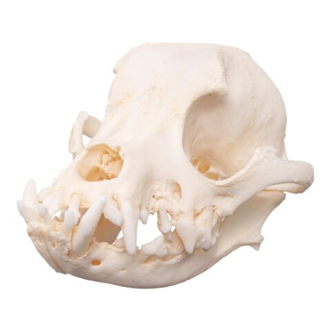 Real Domestic Dog Skull - Brachycephalic - 122 g