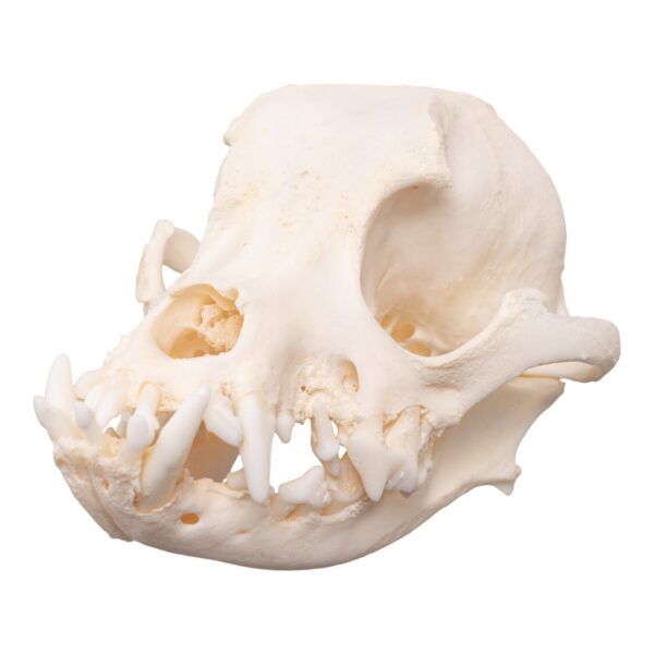 Real Domestic Dog Skull – Brachycephalic – 122 g