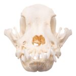Real Domestic Dog Skull – Brachycephalic – 122 g