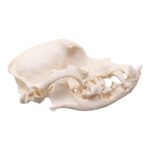 Real Domestic Dog Skull – Brachycephalic – 122 g