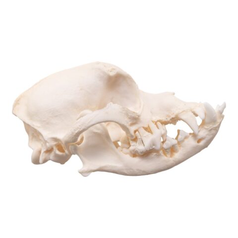 Real Domestic Dog Skull - Brachycephalic - 122 g
