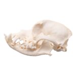 Real Domestic Dog Skull – Brachycephalic – 122 g