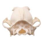 Real Domestic Dog Skull – Brachycephalic – 122 g