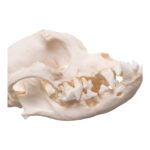 Real Domestic Dog Skull – Brachycephalic – 122 g
