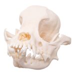 Real Domestic Dog Skull – Brachycephalic – 74 g