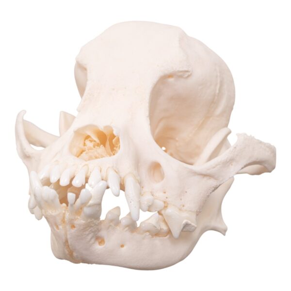 Real Domestic Dog Skull – Brachycephalic – 74 g