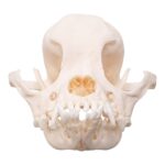 Real Domestic Dog Skull – Brachycephalic – 74 g