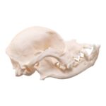 Real Domestic Dog Skull – Brachycephalic – 74 g