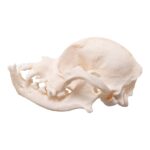 Real Domestic Dog Skull – Brachycephalic – 74 g