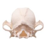 Real Domestic Dog Skull – Brachycephalic – 74 g