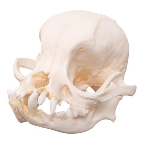 Real Domestic Dog Skull - Brachycephalic - 54 g
