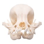 Real Domestic Dog Skull – Brachycephalic – 54 g