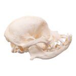 Real Domestic Dog Skull – Brachycephalic – 54 g