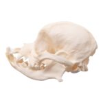 Real Domestic Dog Skull – Brachycephalic – 54 g