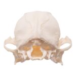 Real Domestic Dog Skull – Brachycephalic – 54 g