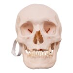 Real Research Quality Human Skull