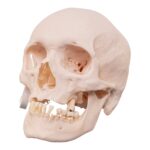 Real Research Quality Human Skull