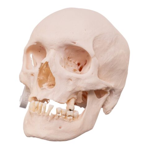 Real Research Quality Human Skull