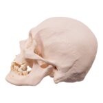 Real Research Quality Human Skull