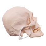 Real Research Quality Human Skull