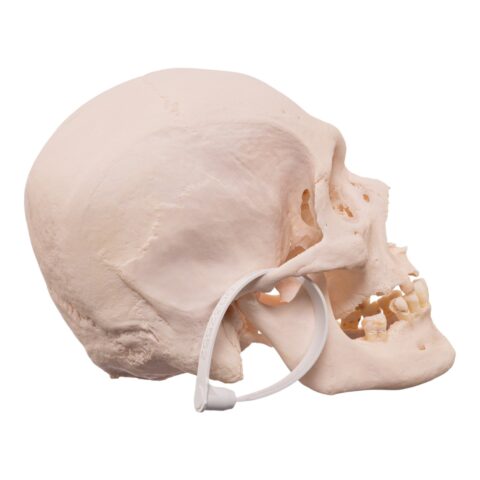 Real Research Quality Human Skull
