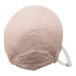 Real Research Quality Human Skull