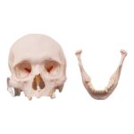 Real Research Quality Human Skull