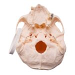 Real Research Quality Human Skull