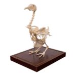 Real Pigeon Skeleton – Economy – Impaired