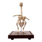 Real Pigeon Skeleton – Economy – Impaired