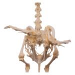 Real Pigeon Skeleton – Economy – Impaired