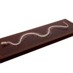 Real Venomous Snake Skeleton – Economy – Impaired